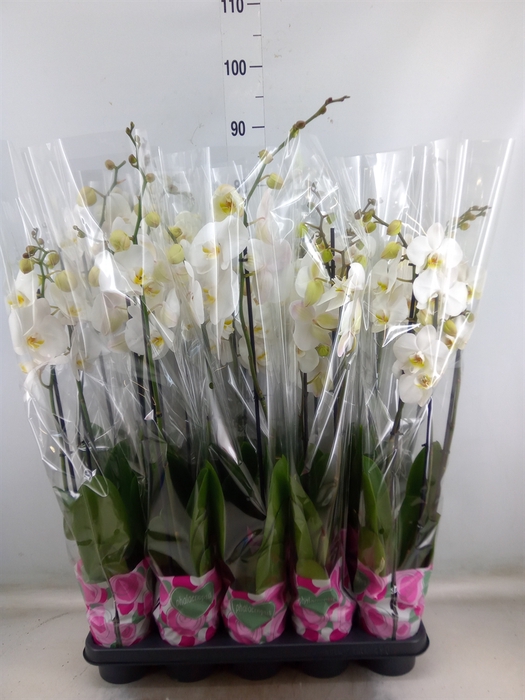 <h4>Phalaenopsis   ...white</h4>