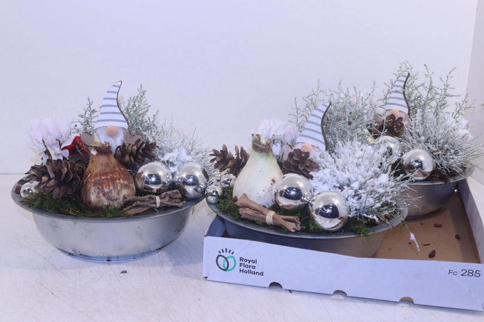 <h4>ARR HIPPEASTRUM</h4>