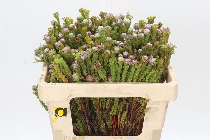 <h4>Kaaps Groen Tortum</h4>