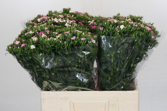 <h4>Dianthus Br Amazon Rose Magic</h4>