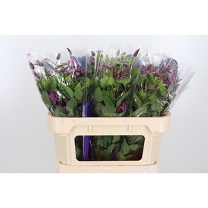 Clem Di Bl Pirouette