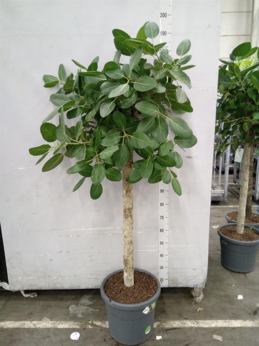 <h4>Ficus lyrata</h4>