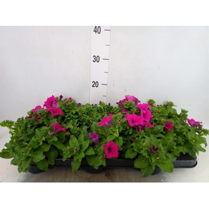 Petunia  'Sunpleasure Purple'
