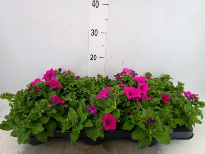 <h4>Petunia  'Sunpleasure Purple'</h4>