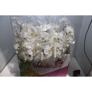 PHALAENOPSIS CASCATA P15 BRANCO MIN 8 FLS