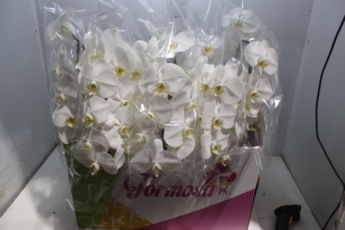 <h4>PHALAENOPSIS CASCATA P15 BRANCO MIN 8 FLS</h4>
