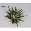 Haworthia Fasc. Big Band Cutfl Wincx-8cm