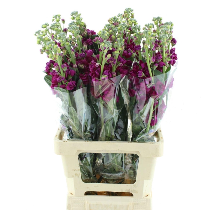 <h4>MATTH IRON ROSE</h4>