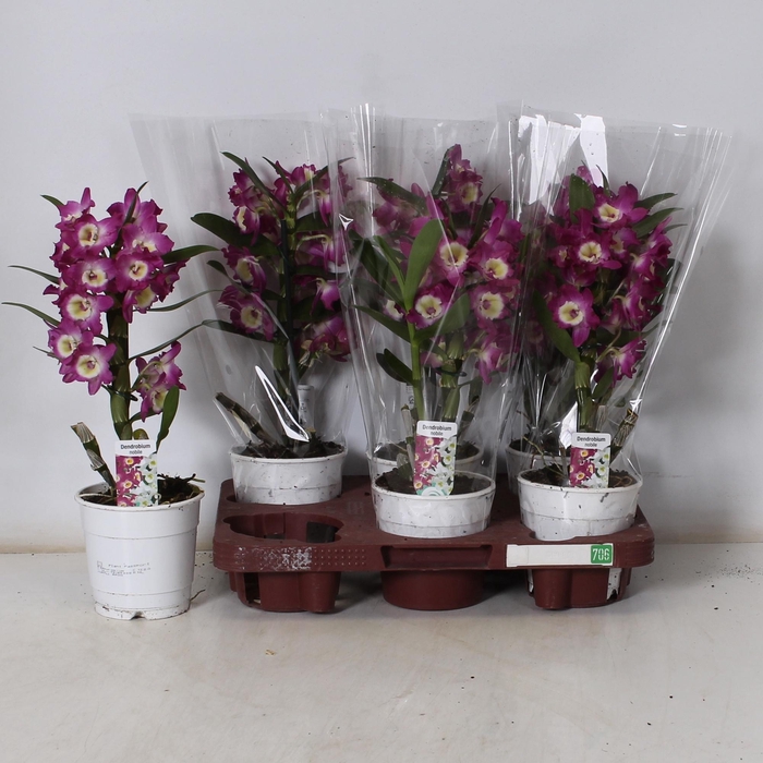 <h4>DEND NOBILE</h4>