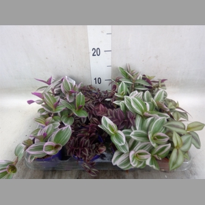 Tradescantia   ...mix