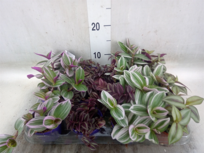 <h4>Tradescantia   ...mix</h4>