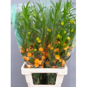 Sandersonia Elderen