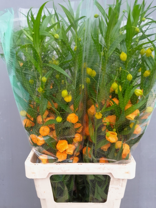 <h4>Sandersonia Elderen</h4>
