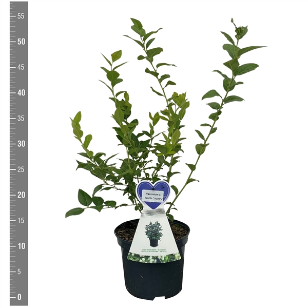 <h4>Vaccinium c. 'North Country' 3 liter</h4>