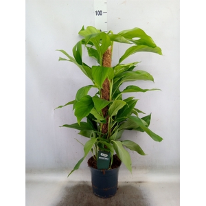 Monstera   ...