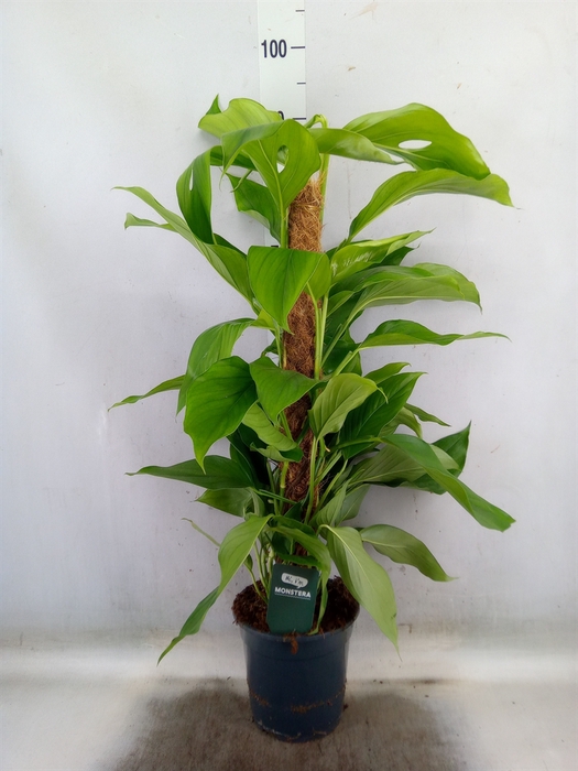 <h4>Monstera   ...</h4>