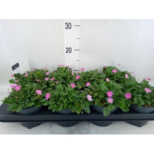 Erodium variabile 'Bishops Form'