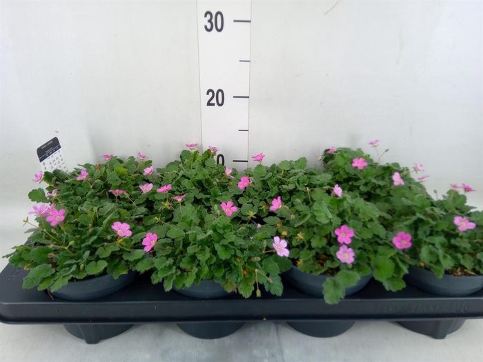 <h4>Erodium variabile 'Bishops Form'</h4>