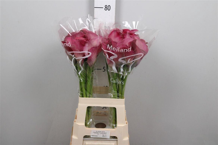 <h4>Zant Capt Romance</h4>