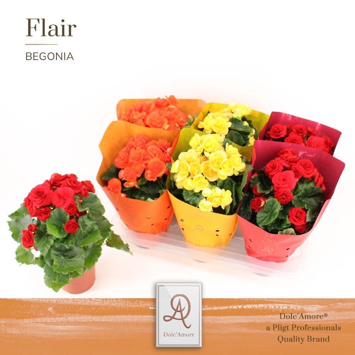 <h4>Begonia Toscane Mix P14 Dolc'Amore® Flair Metallic</h4>