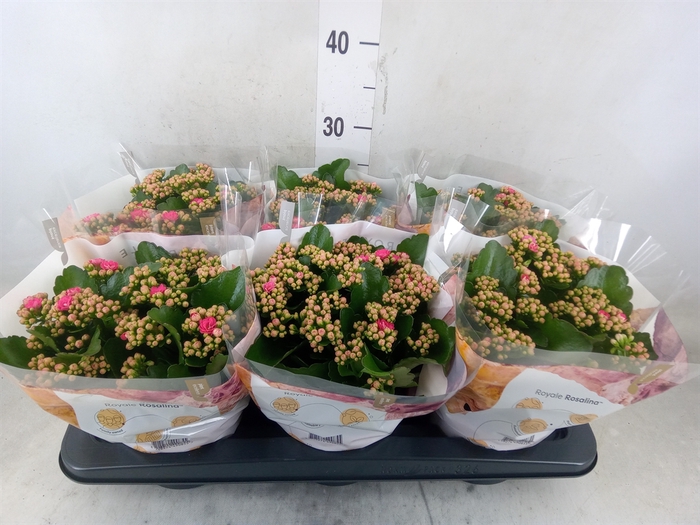 <h4>Kalanchoe blos. 'RosDon Nando'</h4>