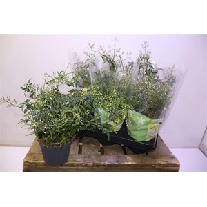 arr8 Jasm Polyanthum Wit