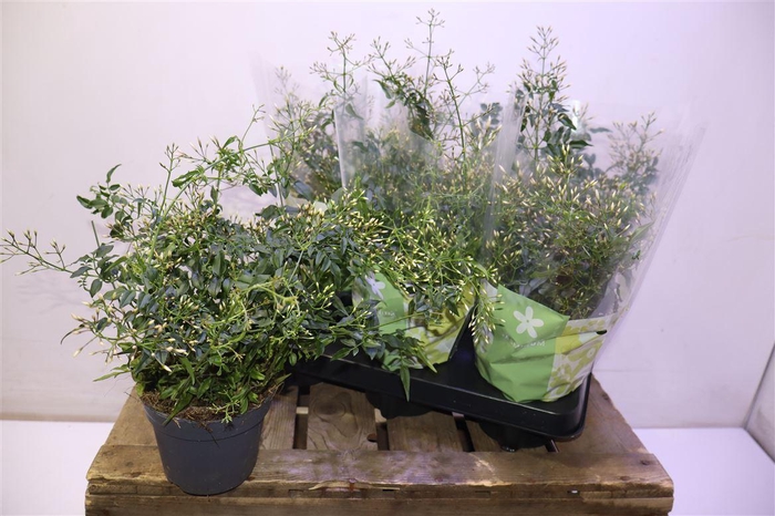 <h4>arr8 Jasm Polyanthum Wit</h4>