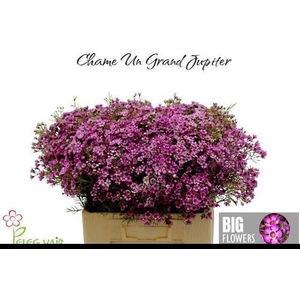 CHAME UN GRA JUPITER