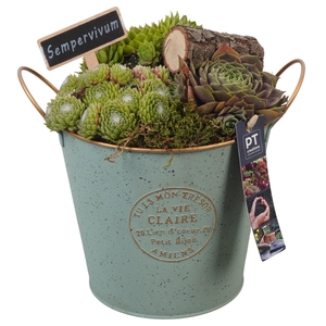 PTS7357 Arrangement Sempervivum in metalen pot