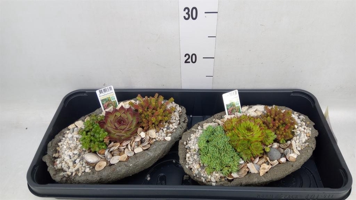 <h4>Arr. Tuinplanten L%</h4>