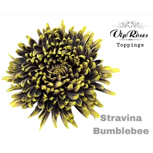 CHR G STRAVINA BUMBLEBEE
