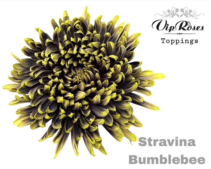 <h4>CHR G STRAVINA BUMBLEBEE</h4>