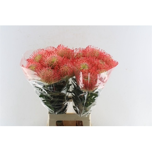 Leuco Co Ayoba Pink