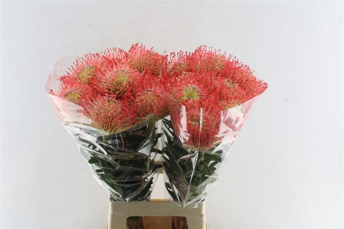 <h4>Leuco Co Ayoba Pink</h4>