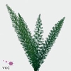 Leaf asparagus meyerii