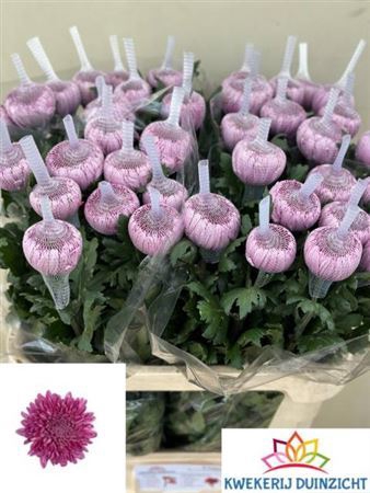 <h4>Chrysanthemum (Indicum Grp) eboutonné Hornbill Dark</h4>