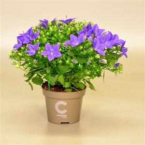 Campanula iso. 'Napoli'