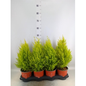 Cupressus macro. 'Goldcrest Wilma'