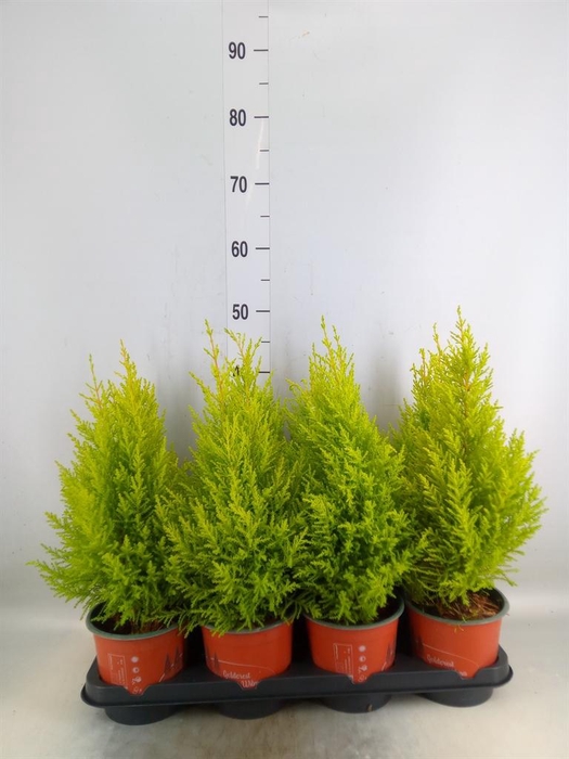 <h4>Cupressus macro. 'Goldcrest Wilma'</h4>