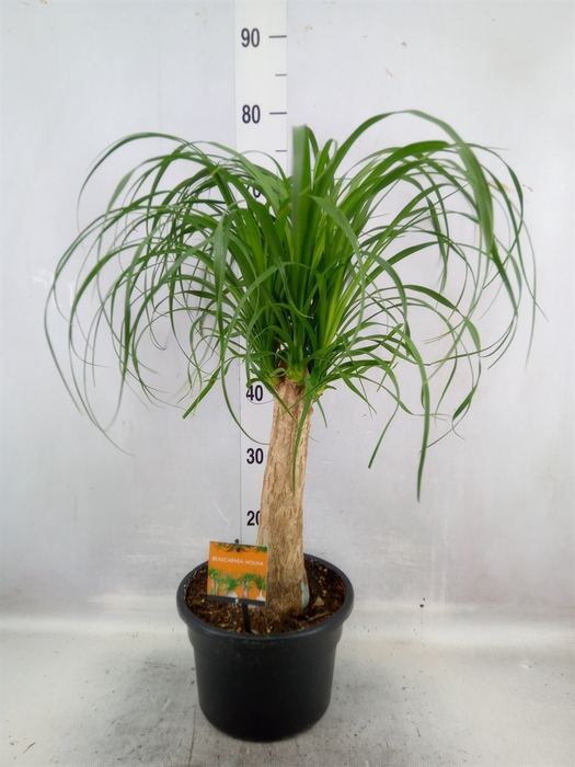 <h4>Beaucarnea recurvata</h4>