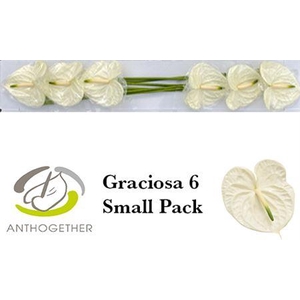 Anth A Graciosa 6 Small Pack