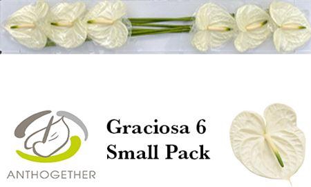 <h4>Anth A Graciosa 6 Small Pack</h4>