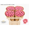 Rosa Spray Garden Julietta Pretty Pink