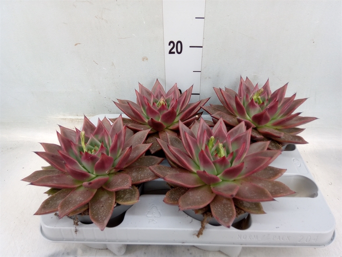 <h4>Echeveria   ...</h4>