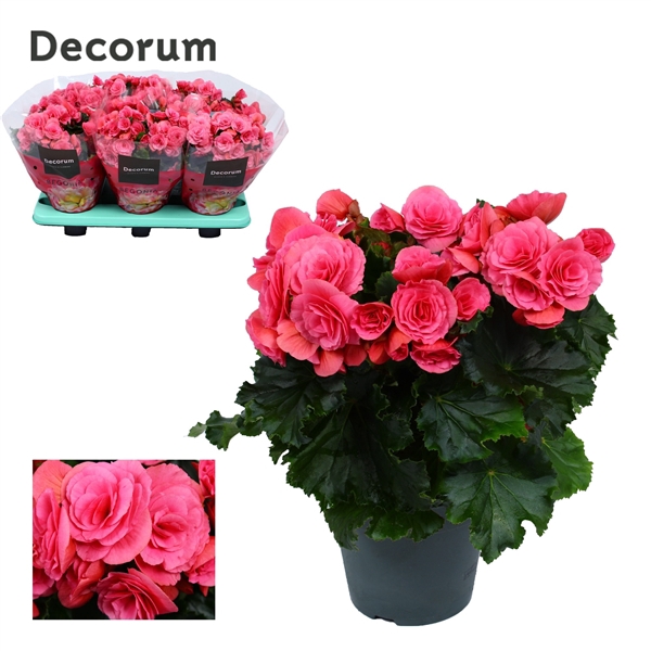 <h4>Begonia ''berseba'' paars 14 cm</h4>