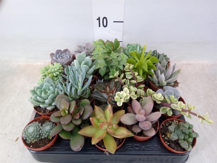 <h4>Succulents   ...</h4>