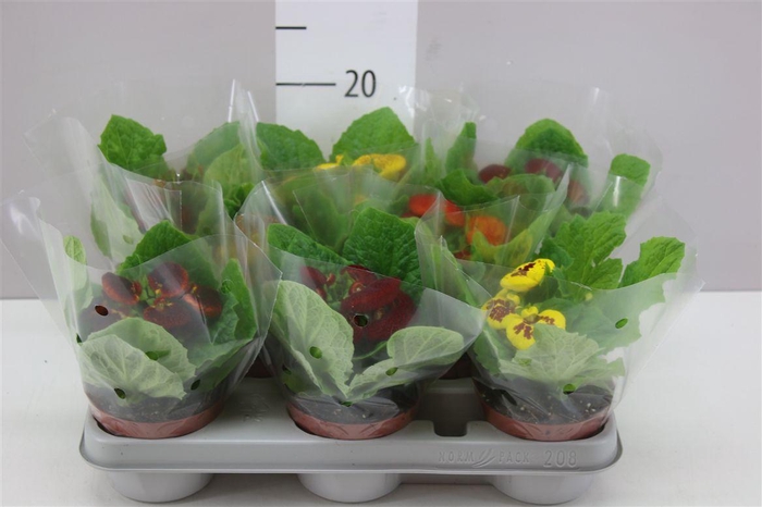 <h4>Calceolaria Gemengd</h4>