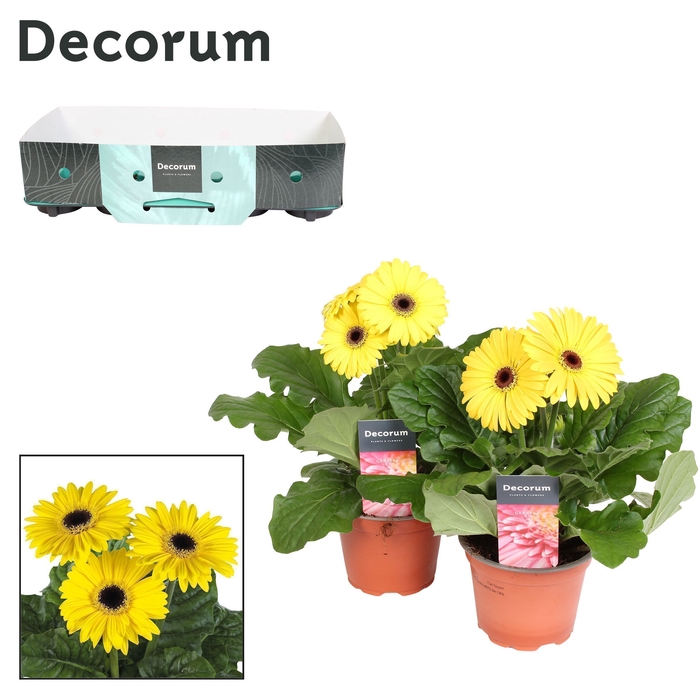 <h4>Gerbera 2+ bl. 12cm geel (diverse kleurtinten) met kraag Decorum</h4>