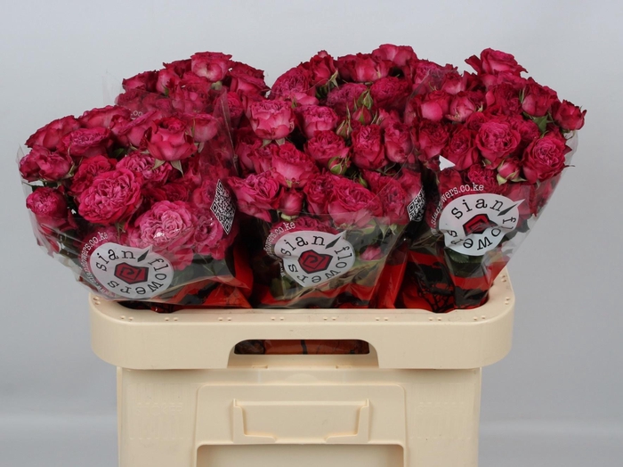 <h4>R TR ROYAL MAGIC</h4>