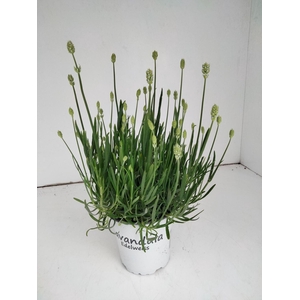 Lavandula x intermedia Edelweiss